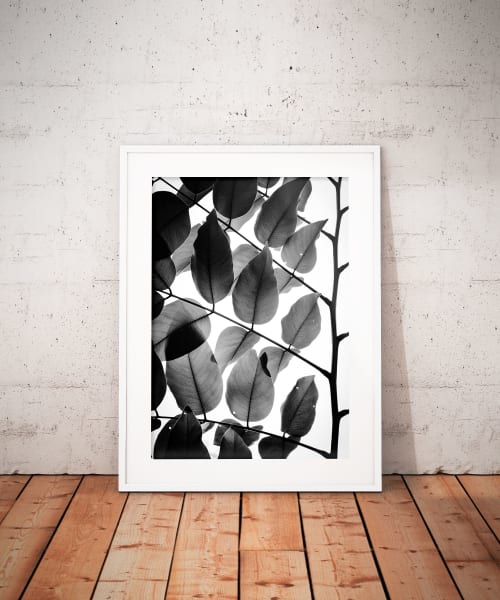 Branches and Leaves II | Limited Edition Print | Photography by Tal Paz-Fridman | Limited Edition Photography