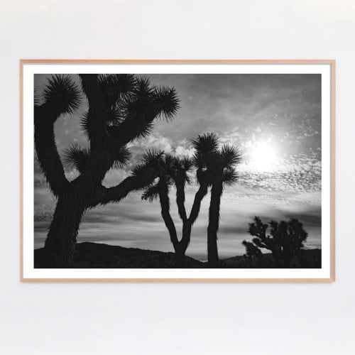 Joshua Tree No. 4 (Ltd Edition) | Photography by Daylight Dreams Editions