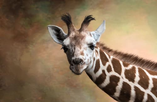 Tajiri | Photography by Judy Reinford