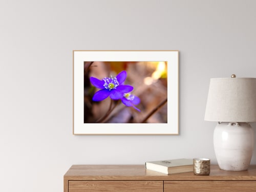 Spring Hepatica. Digital-only offering exclusively for Trade | Photography by Caroyl La Barge›