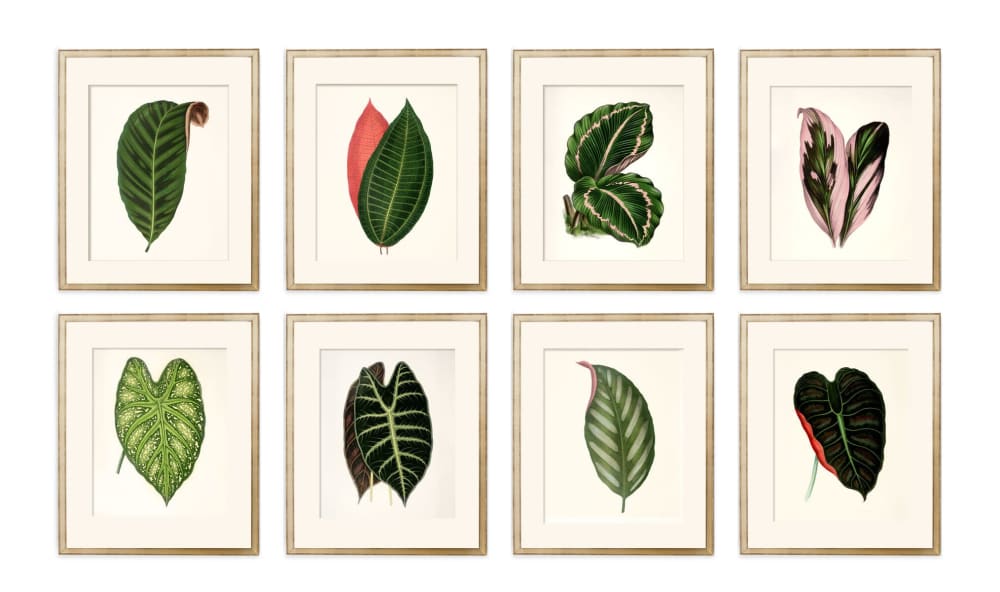 Antique Botanical Print Set of 8 leaf prints on fine art by Capricorn ...