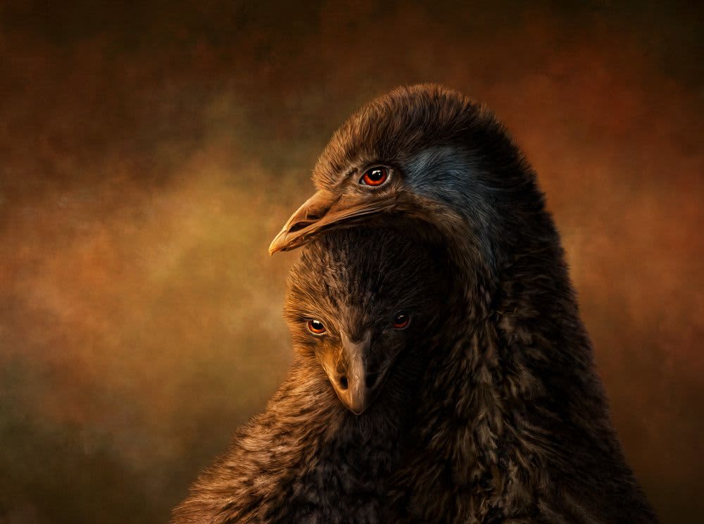 The Fire in Their Eyes by Judy Reinford Wescover Photography
