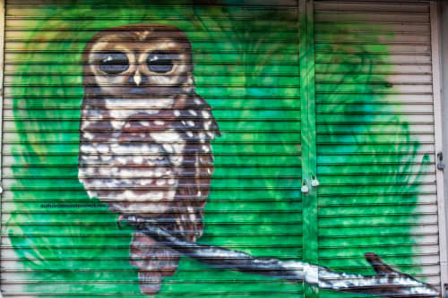 Spotted Owl | Street Murals by Paul Nassar | 3841 Broadway in New York