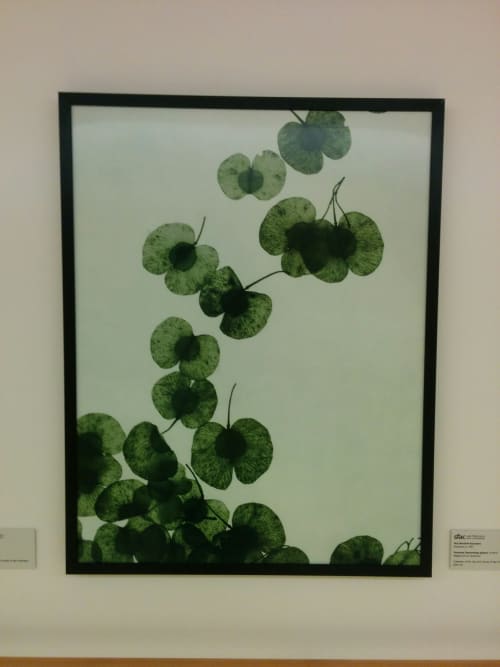 Dodonea Descending (green) | Art & Wall Decor by Ron Moultrie Saunders | Zuckerberg San Francisco General Hospital and Trauma Center in San Francisco