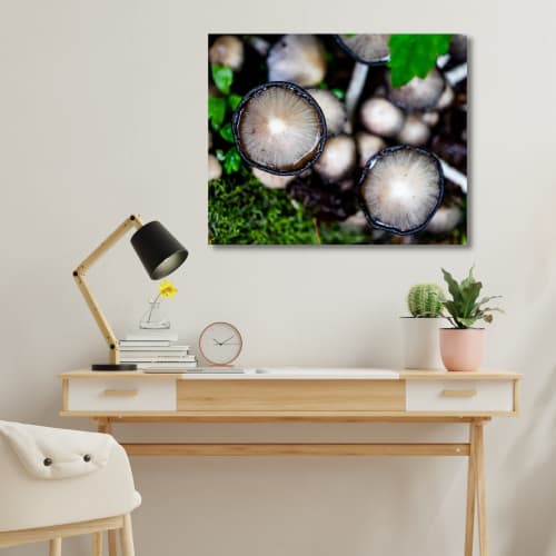 Photograph • Mushrooms, Fungi, PNW, Oregon, Macro | Photography by Honeycomb. Item made of metal with paper