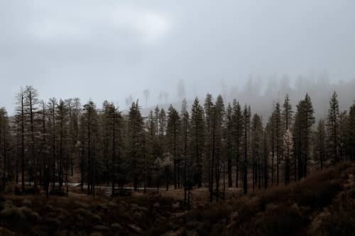 Through The Trees | Photography by Korbin Bielski Fine Art Photography