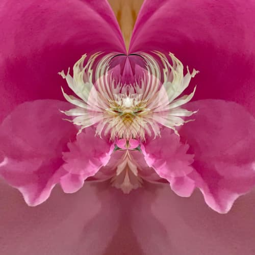Steamy Peony - 7 Versions | Photography by Joanie Landau