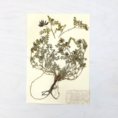 Vintage Pressed Botanical #10 | Pressing in Art & Wall Decor by Farmhaus + Co.