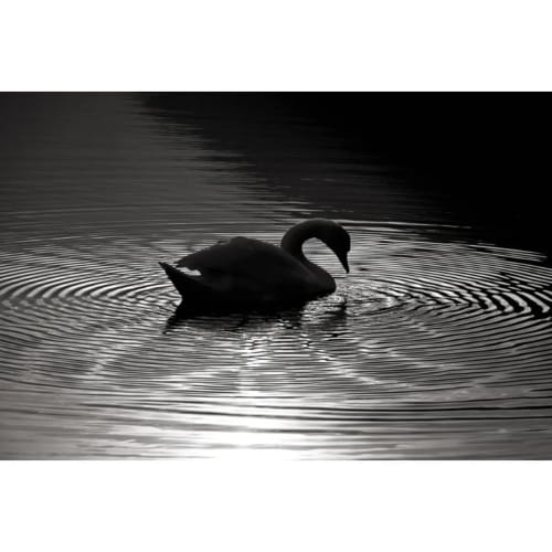 L. Blackwood - Swan Song | Photography by Farmhaus + Co.. Item made of paper