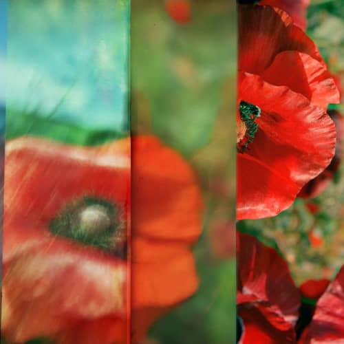 Poppies | Photography by Eric Farache Artist