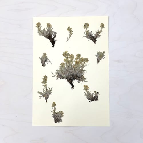 Vintage Pressed Botanical #35 | Pressing in Art & Wall Decor by Farmhaus + Co.