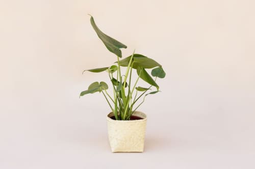 6" Monstera Split Leaf + Planter Basket | Vases & Vessels by NEEPA HUT. Item composed of wood