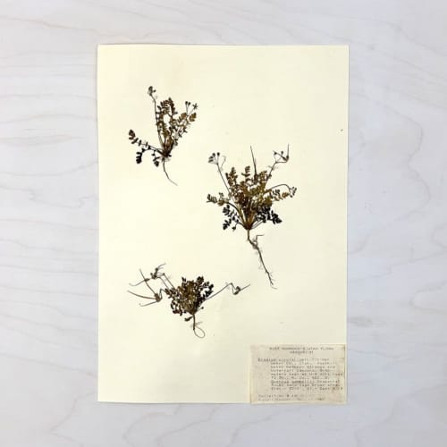 Vintage Pressed Botanical #1 | Pressing in Art & Wall Decor by Farmhaus + Co.
