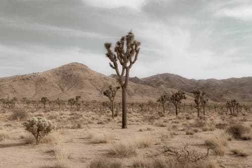 Desert Evening | Photography by Korbin Bielski Fine Art Photography. Item made of paper