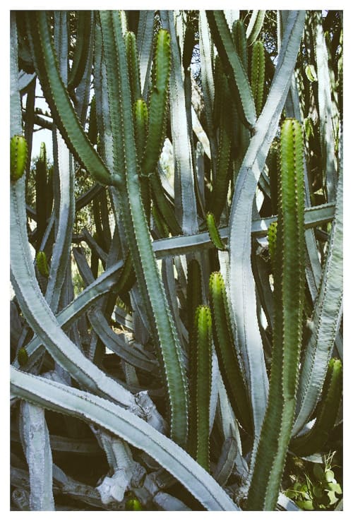 Large Modern Cactus Photograph on fine art paper, Cactus | Prints by Capricorn Press. Item made of paper works with boho & minimalism style