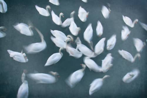 Les Cygnes | Photography by Louise O'Gorman