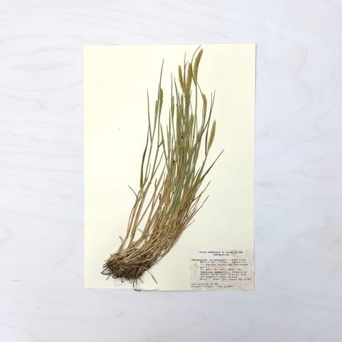 Vintage Pressed Botanical #21 | Pressing in Art & Wall Decor by Farmhaus + Co.