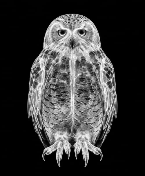 EXPOSED WINTER — SNOW OWL | Decorative Objects by Exposedart