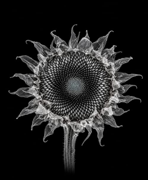 EXPOSED AUTUMN — DRIED SUNFLOWER | Decorative Objects by Exposedart