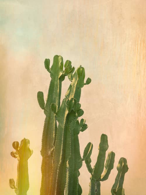 Cactus glow | Photography by Louise O'Gorman