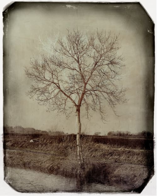 Winter Tree | Photography by Louise O'Gorman