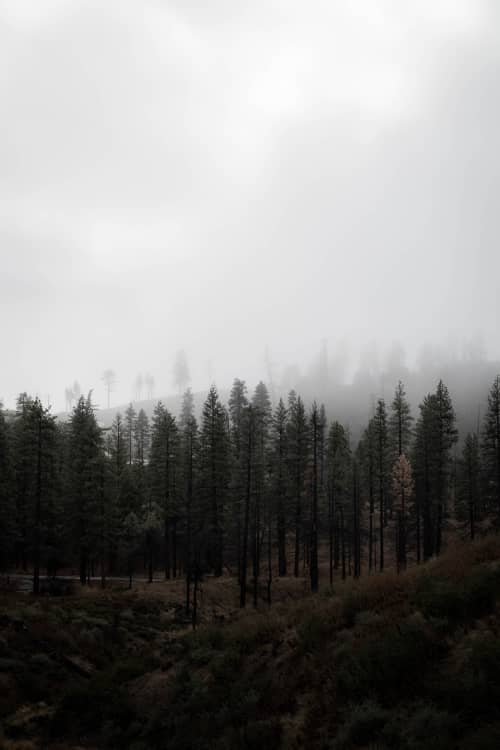 Through The Trees | Photography by Korbin Bielski Fine Art Photography