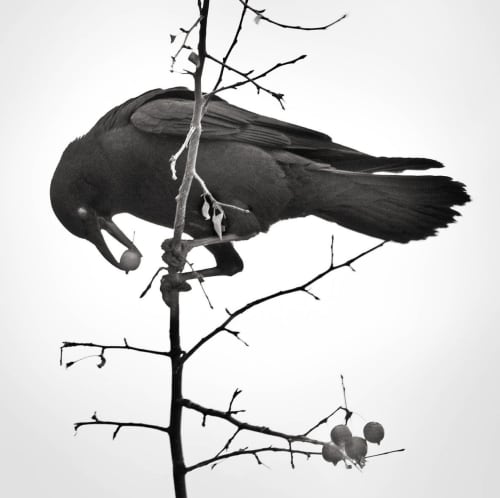 L. Blackwood - Crow with Berries | Photography by Farmhaus + Co.. Item made of paper