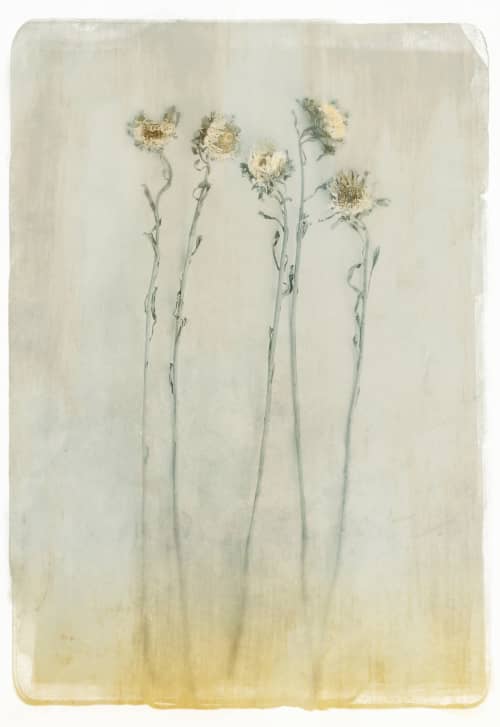 Asteraceae | Photography by Louise O'Gorman