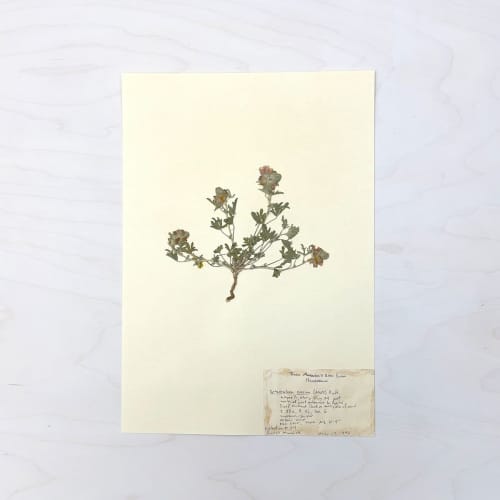 Vintage Pressed Botanical #39 | Pressing in Art & Wall Decor by Farmhaus + Co.