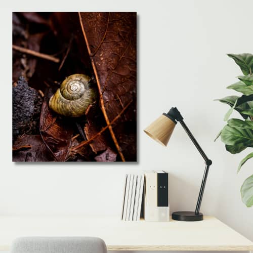 Photograph • Vacancy, Snail Shell, PNW, Oregon, Macro | Photography by Honeycomb. Item composed of metal and paper in boho style