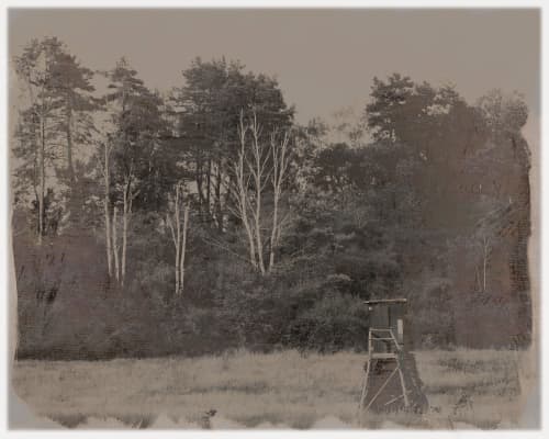 Forest View | Photography by Louise O'Gorman