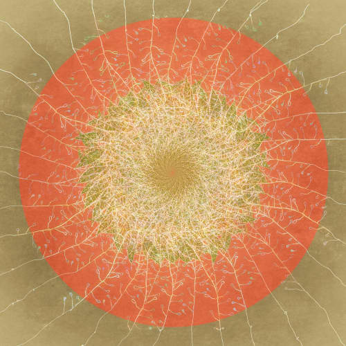Floral mandala #1 | Photography by Louise O'Gorman