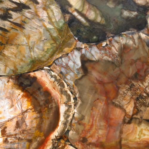Fossilized Woods | Wallpaper in Wall Treatments by Wallcovetings by Brenda Houston. Item made of fabric & paper