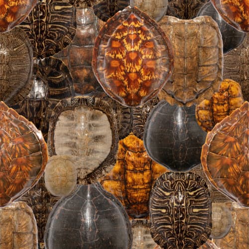 Tortoise Collage | Wallpaper in Wall Treatments by Brenda Houston. Item made of paper