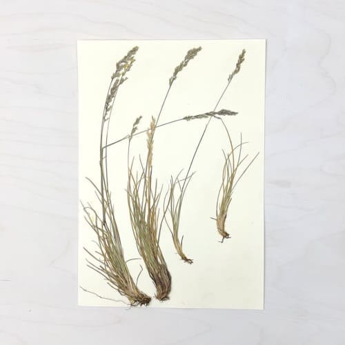 Vintage Pressed Botanical #26 | Pressing in Art & Wall Decor by Farmhaus + Co.