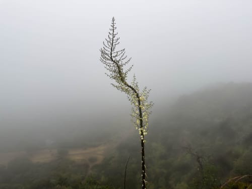 Runyon Canyon | Photography by Korbin Bielski Fine Art Photography. Item composed of paper