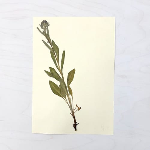 Vintage Pressed Botanical #12 | Pressing in Art & Wall Decor by Farmhaus + Co.