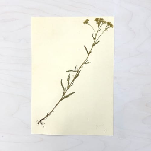 Vintage Pressed Botanical #8 | Pressing in Art & Wall Decor by Farmhaus + Co.