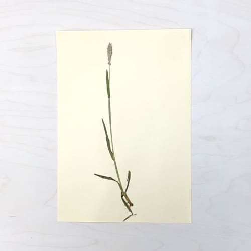 Vintage Pressed Botanical #31 | Pressing in Art & Wall Decor by Farmhaus + Co.