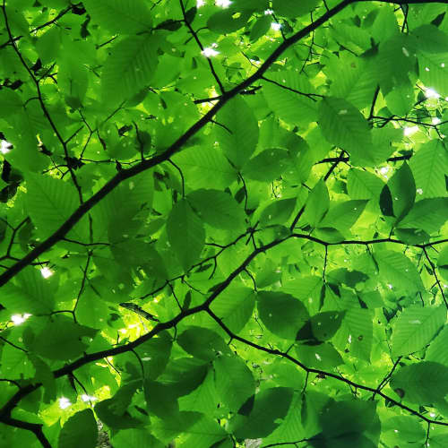 Canopy Glow — Abstract Botanical Photography Print | Photography by Ava Bock Art