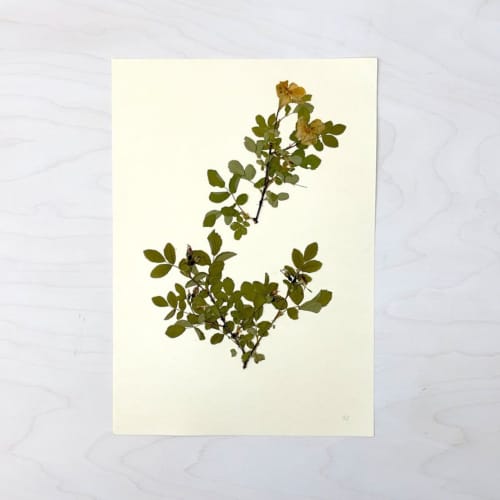 Vintage Pressed Botanical #3 | Pressing in Art & Wall Decor by Farmhaus + Co.