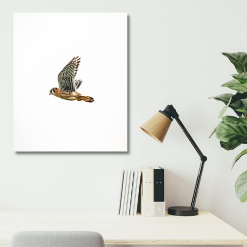 Photograph • American Kestrel, PNW, Oregon, Bird Photography | Photography by Honeycomb. Item composed of metal and paper in minimalism style