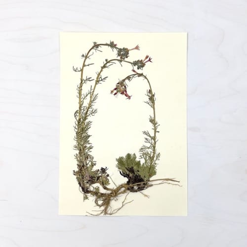 Vintage Pressed Botanical #25 | Pressing in Art & Wall Decor by Farmhaus + Co.