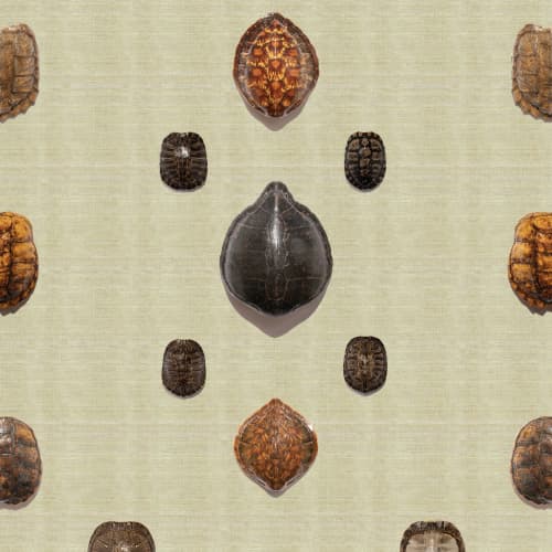 Turtle Shells | Wallpaper in Wall Treatments by Brenda Houston. Item composed of fabric and paper
