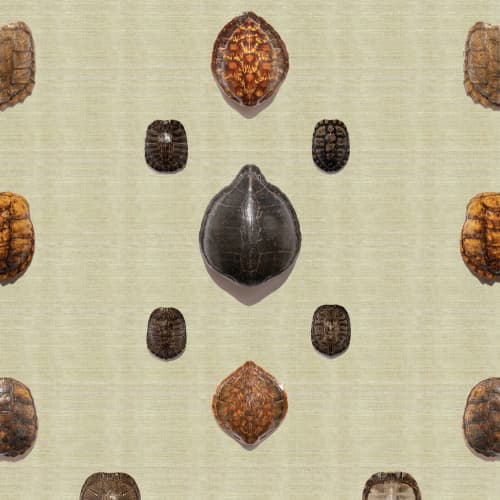 Turtle Shells | Wallpaper in Wall Treatments by Wallcovetings by Brenda Houston. Item composed of fabric and paper
