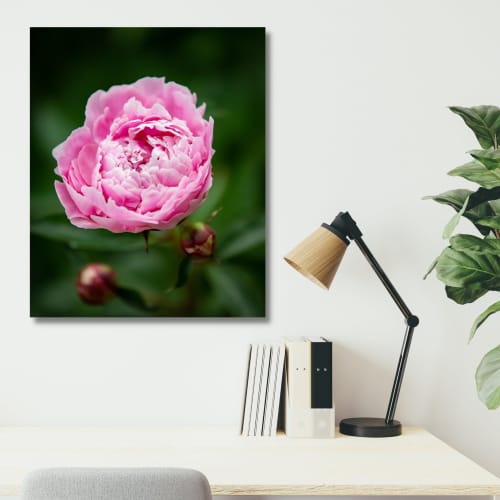 Photograph • Pink Florals, Peony, Garden, Nature Photograph | Photography by Honeycomb. Item made of metal with paper