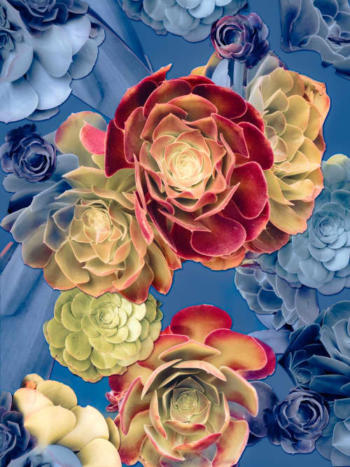 Santa Monica Succulents Photomontage- 4 Versions | Photography by Joanie Landau
