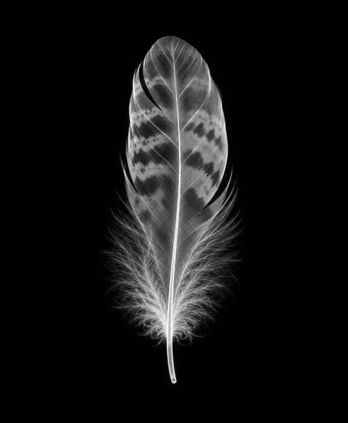 EXPOSED AUTUMN — FEATHER | Decorative Objects by Exposedart