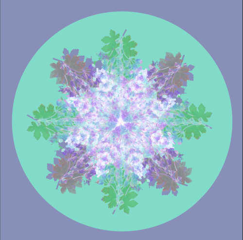 Botanical mandala #5 | Photography by Louise O'Gorman
