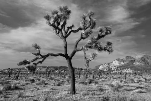 Standing Strong | Photography by Korbin Bielski Fine Art Photography. Item made of paper